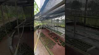 aquabiofarming aquascape aquaculture aquarium aquafarm fishbreeding aquascape aquaticplants [upl. by Allertse]