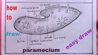 how to draw paramecium diagramdrawing paramecium [upl. by Haim]