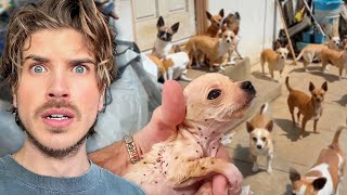 Rescuing OVER 80 Dogs amp Puppies From a Pet Hoarder [upl. by Solley936]