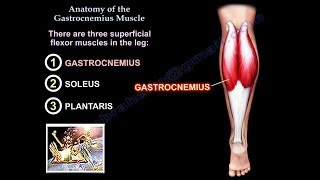 Anatomy Of The Gastrocnemius Muscle  Everything You Need To Know  Dr Nabil Ebraheim [upl. by Alicirp]