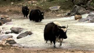 Himalayan Yaks in Sikkim beyond Thangu [upl. by Epilif]