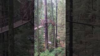 Capilano treetop adventure [upl. by Ttirrej]