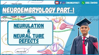 Neural Tube Formation amp Its Derivatives  USMLE Step 1 High yield [upl. by Snevets]