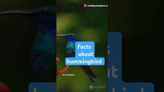 The MindBlowing Facts about Hummingbird birds animalfacts factsinhindi shorts [upl. by Niawat]