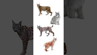 4 Main Species of Lynx  Lynxes  Medium Sized Wild Cat Genus Lynx [upl. by Airan107]