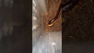 Vietnamese giant centipede feeding scolopendra centipede viralvideo snake animals [upl. by Naesed729]