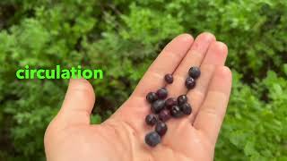 Bilberry benefits Uses amp Side effects [upl. by Ahsinam855]