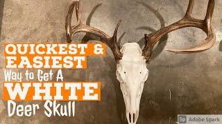 QUICKEST amp EASIEST DIY Method to Get a Super WHITE DEER Skull [upl. by Atile566]