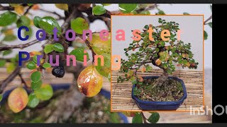 setting this little cotoneaster bonsai for the future but keeping the colours [upl. by Anikram]