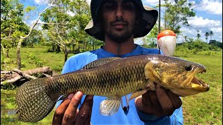 Swamp fishing for Hoplias malabaricus wolf fish known as Pataka in Suriname [upl. by Ennaul194]