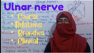 Ulnar nerve  course  branches  relations  ulnar claw hand  ayesha medical education [upl. by Armando]