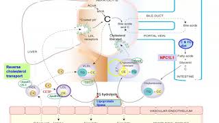 Cholesterol transport Exogenous amp Endogenous pathways [upl. by Clementas]