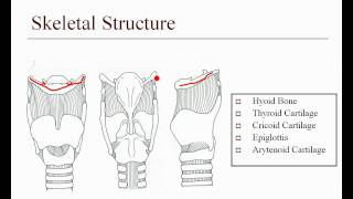 Tasko Speech Lab Laryngeal Anatomy Review Part 1 [upl. by Ineslta]