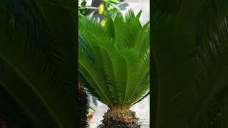 Cycas plantused for decorative purposes horticulture and ceremoniesornamental plantsCrevolutasp [upl. by Elhsa]