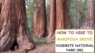 How to Hike to Mariposa Grove Yosemite National Park 4k [upl. by Torrlow]