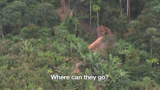 Uncontacted Amazon Tribe First ever aerial footage [upl. by Anihpesoj622]