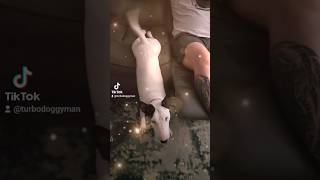 Bull Terrier funny ideas puppy cute bullterrier funny [upl. by Resa]