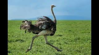 Extraordinary Flightless Bird Ostrich in Mysore Zoo [upl. by Oinotnaocram]