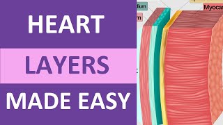 Heart Layers Anatomy Nursing Pericardium Epicardiium Endocardium [upl. by Aicirt]