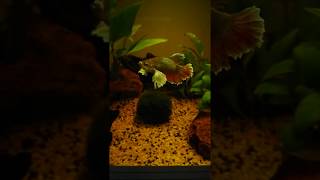 Nuovo esemplare di Betta Splendens  acquario tropicale dolce  Askoll Pure M Led v410 [upl. by Reichert725]