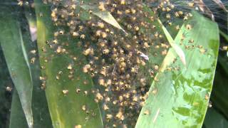 ASMR Spiders Hundreds of Spiders in a Web Crawling Noise [upl. by Ober863]