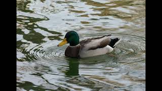 Mallard duck CallSongSound  1 Hour [upl. by Gyimah398]