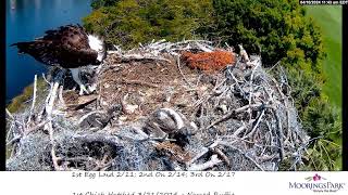 Moorings Park Osprey 10042024 1131 [upl. by Naillij]