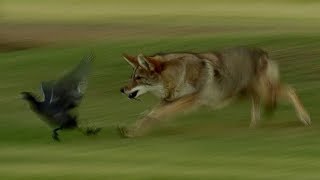 Coyote Hunts Birds  BBC Earth [upl. by Hodges500]