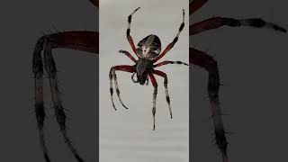 Scary OrbWeaver Spider 🕷️ spider insect bugs [upl. by Rothenberg431]