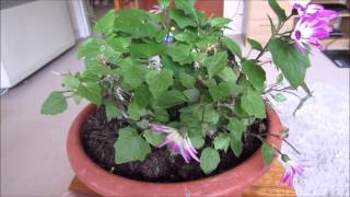 January Senetti update [upl. by Arodasi]