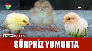 Yumurtadan 4 ayaklı civciv çıktı [upl. by Jobie]