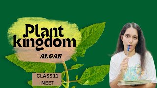 ALGAE  PLANT KINGDOM CLASS 11 NEET [upl. by Athalee909]