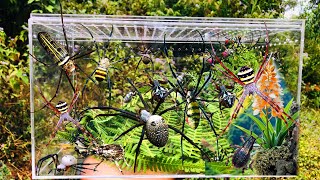 Hunt a thousand spiders‼️Catch orb weaving spiders Joro spiders and longlegged spiders [upl. by Xyno]