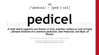 Pronunciation of Pedicel  Definition of Pedicel [upl. by Faires56]