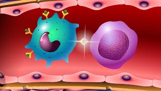 Vaccines and the Immune Response How Vaccines Work [upl. by Navanod]