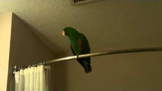 Joey the eclectus parrot talking [upl. by Francesco640]