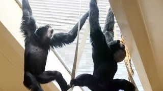 Siamang Gibbons howling and playing [upl. by Aemat509]