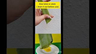 Fresh aloe vera gel benefits for skin😍✅️naturalbeautyskincareroutine [upl. by Rama437]