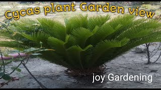 Cycas Garden viewsoil mix care [upl. by Bogoch]