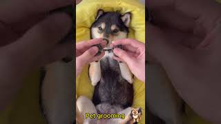 pet grooming funny cutedog [upl. by Adlai]