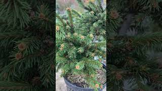 Picea obovata Zarya Заря 💚🌲💚 октябрь 2024 🍁🌲 [upl. by Louisa452]