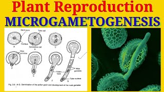 Microgametogenesis  Production of Male Gametes inside the Pollen grains  Plant Reproduction [upl. by Dodie109]