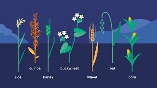 Whole grain What you need to know [upl. by Williamson]