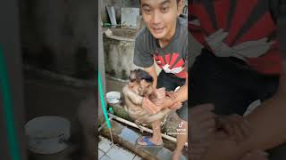 🐒yuk kita mandikan si Onyit dulu 🐒 beruk monkey monyet [upl. by Ayiram]