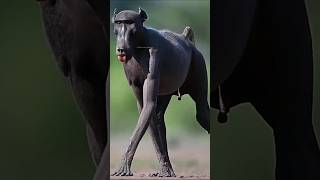 💀 Baboon is known as the executioner of the jungle shorts amazingfacts viralshorts viral [upl. by Eahs550]