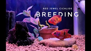 Red Jewel Cichlid Short Body Breeding [upl. by Lanor476]