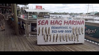 Steinhatchee Fishing [upl. by Robaina]