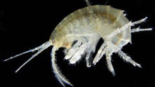 SCUDS How and why cultivating freshwater amphipods is a great idea [upl. by Neiluj]