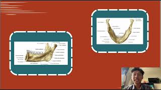 Anatomi dan Mandibula [upl. by Eicam]