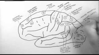 Brain Anatomy 2  Functional Cortical Anatomy Lateral Surface [upl. by Auqenehs]